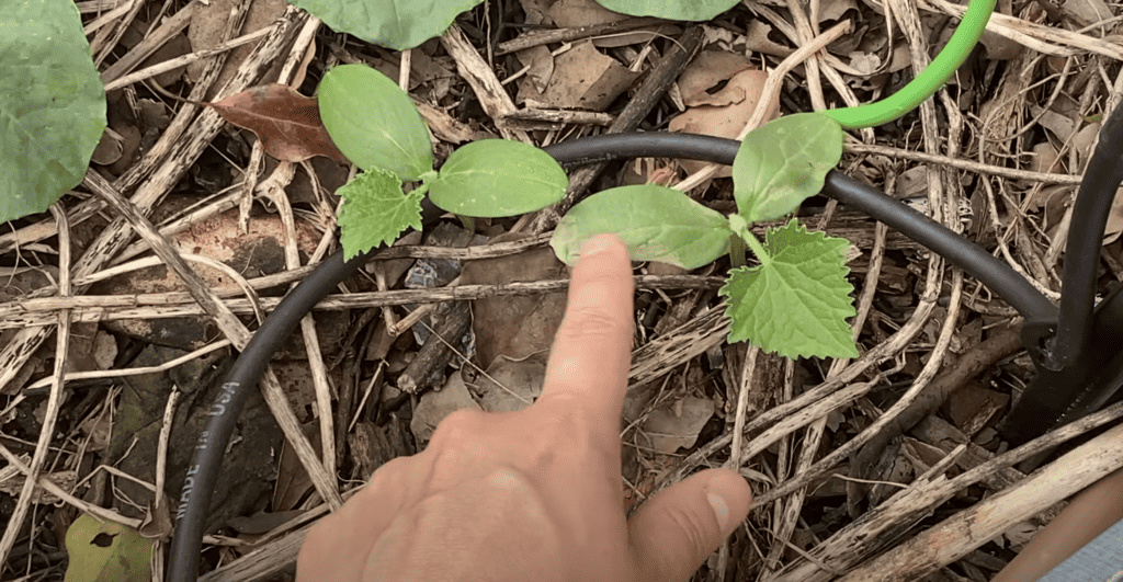 cucumber seedlings